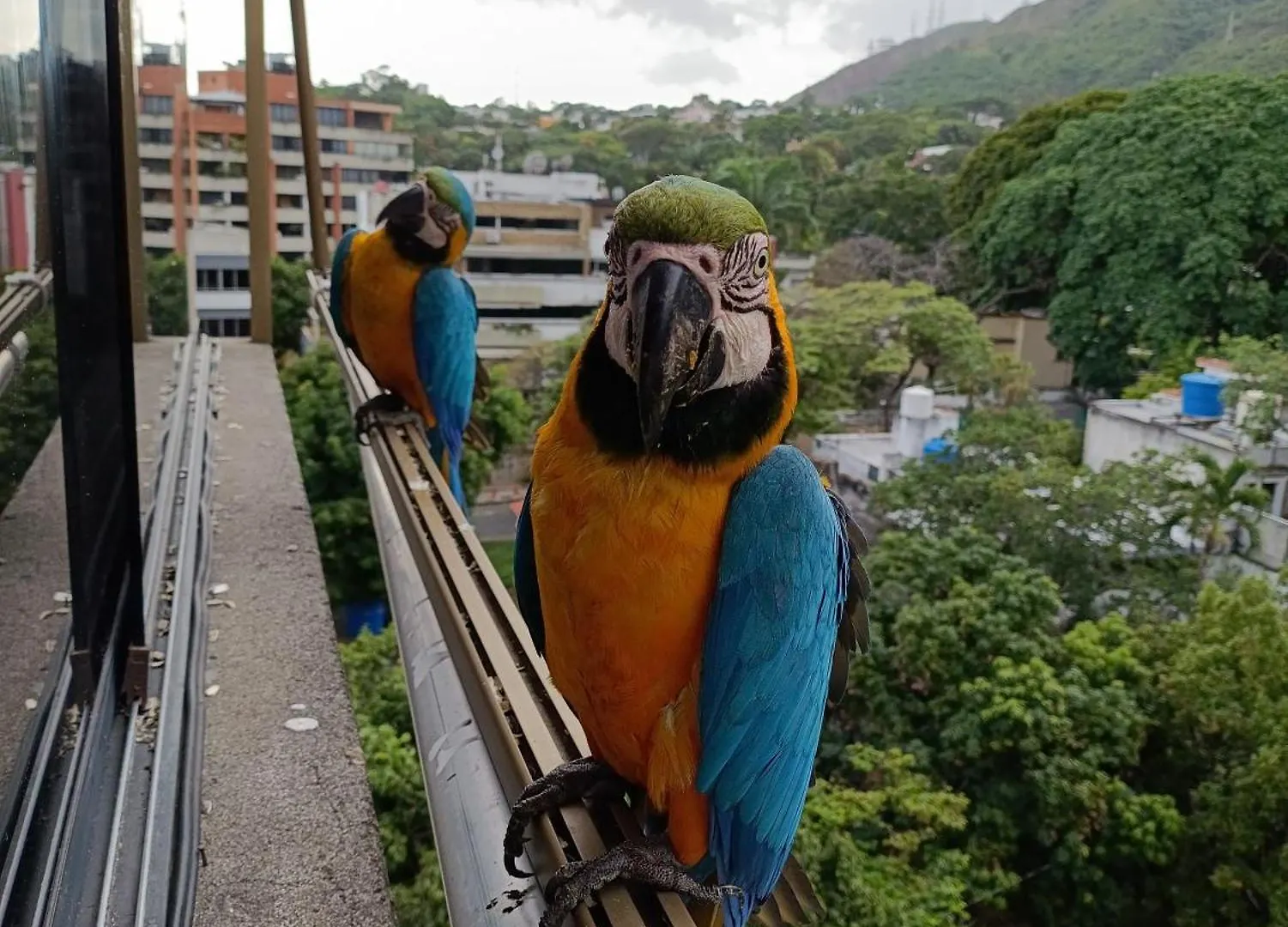 La Conejera Apartment Caracas 0*,  Venezuela